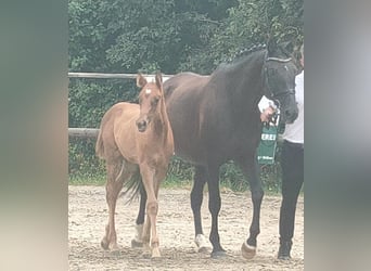 Trakehner, Mare, Foal (05/2024), 16,1 hh, Chestnut