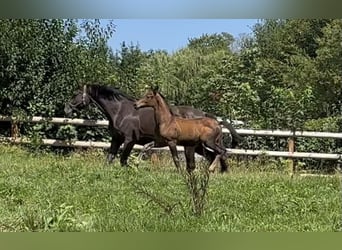 Trakehner, Mare, Foal (05/2025), 16.2 hh, Bay-Dark