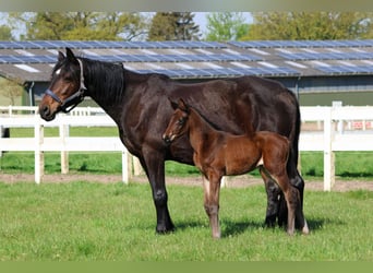 Trakehner, Mare, Foal (04/2024), 16.2 hh, Brown