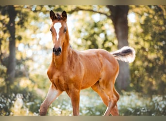 Trakehner, Mare, Foal (05/2024), 16.2 hh, Brown