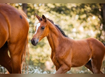 Trakehner, Mare, Foal (05/2024), 16.2 hh, Brown