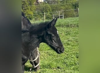 Trakehner, Stute, Fohlen (04/2024), 16,2 hh, Rappschimmel