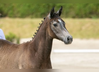Trakehner, Mare, Foal (03/2023), 16.2 hh, Gray