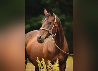 Trakehner, Mare, Foal (03/2023), 16 hh, Brown