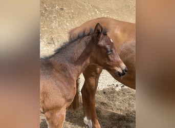 Trakehner, Mare, Foal (04/2024), 16 hh, Brown