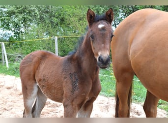 Trakehner, Mare, Foal (04/2024), 16 hh, Brown