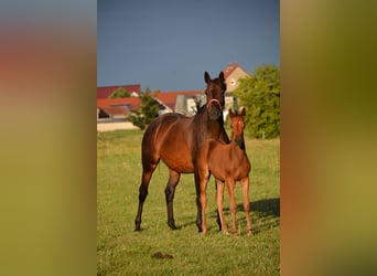 Trakehner, Mare, Foal (07/2026), 16 hh, Brown
