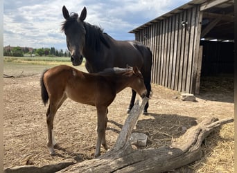 Trakehner, Mare, Foal (05/2023), 16 hh, Brown