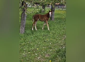Trakehner, Mare, Foal (03/2024), 16 hh, Chestnut