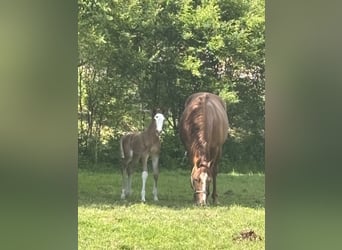 Trakehner, Mare, , 16 hh, Chestnut-Red