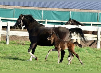 Trakehner, Mare, Foal (04/2026), 16 hh, Smoky-Black