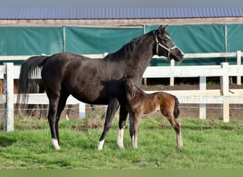 Trakehner, Mare, Foal (04/2026), 16 hh, Smoky-Black