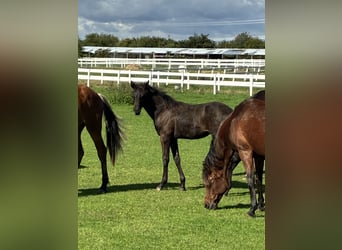 Trakehner, Mare, Foal (04/2026), 16 hh, Smoky-Black