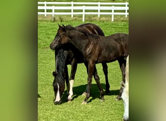 Trakehner, Mare, Foal (04/2026), 16 hh, Smoky-Black