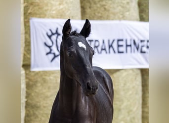 Trakehner, Mare, Foal (03/2025), 16 hh, Smoky-Black