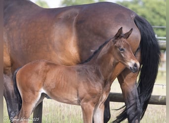 Trakehner, Mare, , 16,1 hh, Brown