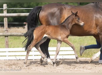 Trakehner, Mare, , 16,1 hh, Brown