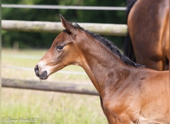Trakehner, Mare, , 16,1 hh, Brown
