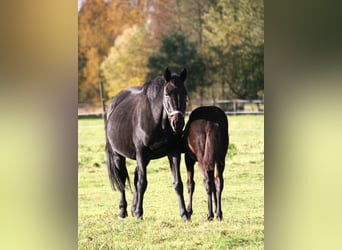 Trakehner, Mare, Foal (05/2025), 16,2 hh, Black