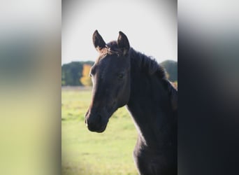 Trakehner, Mare, Foal (05/2025), 16,2 hh, Black