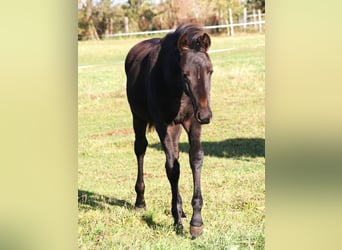 Trakehner, Mare, Foal (05/2025), 16,2 hh, Black