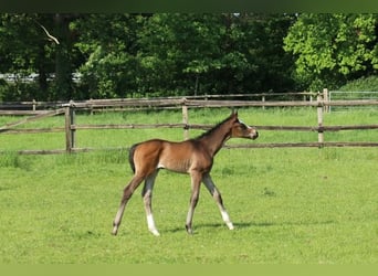 Trakehner, Mare, , 16,2 hh, Brown
