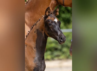 Trakehner, Mare, Foal (03/2025), 16,2 hh, Chestnut