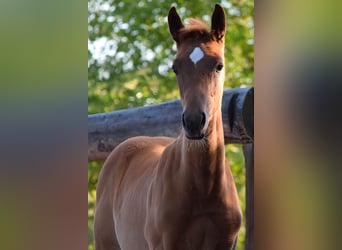 Trakehner, Mare, , 16,2 hh, Chestnut-Red