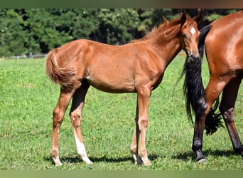 Trakehner, Mare, Foal (04/2025), 16,3 hh, Chestnut-Red
