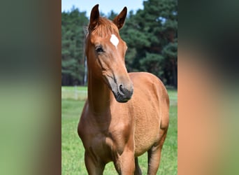Trakehner, Mare, Foal (04/2025), 16,3 hh, Chestnut-Red
