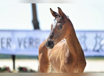 Trakehner, Mare, Foal (06/2026), Bay-Dark