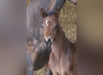 Trakehner, Mare, Foal (04/2025), Bay-Dark
