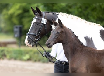 Trakehner, Mare, Foal (03/2025), Black