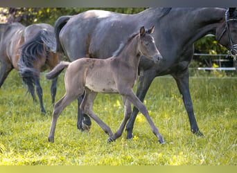 Trakehner, Mare, Foal (05/2026), Black