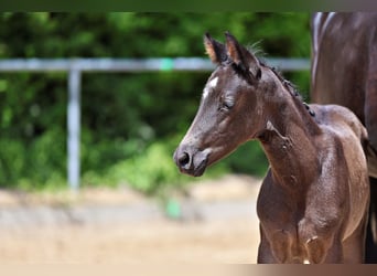 Trakehner, Mare, Foal (05/2026), Black