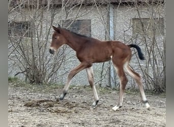 Trakehner, Mare, , Brown