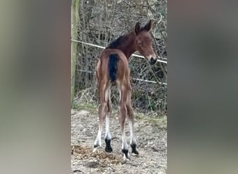 Trakehner, Mare, , Brown