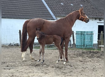 Trakehner, Mare, , Brown