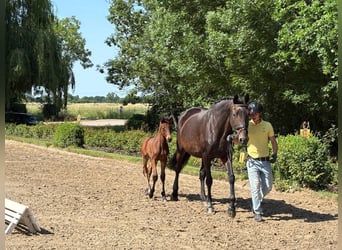 Trakehner, Mare, , Brown