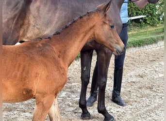 Trakehner, Mare, Foal (04/2026), Brown