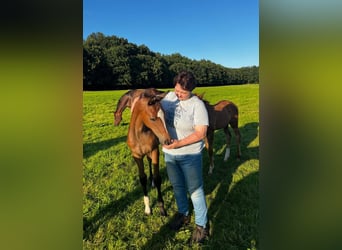 Trakehner, Mare, Foal (04/2024), Brown