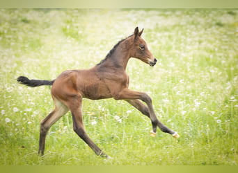 Trakehner, Mare, Foal (05/2026), Brown