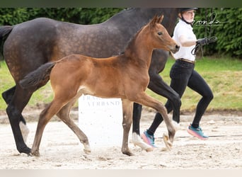 Trakehner, Mare, Foal (05/2026), Brown
