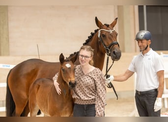 Trakehner, Mare, Foal (03/2026), Brown