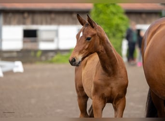 Trakehner, Mare, Foal (03/2026), Brown