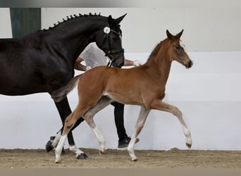 Trakehner, Mare, Foal (04/2026), Brown