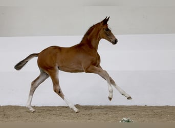 Trakehner, Mare, Foal (04/2026), Brown