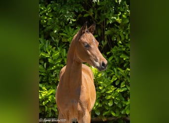 Trakehner, Mare, , Brown