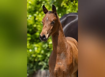 Trakehner, Mare, , Brown
