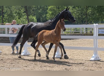 Trakehner, Mare, , Brown